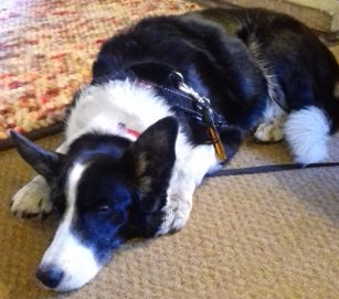 This is Meg who is just resting her eyes after a walk to Middleton-in-Teesdale